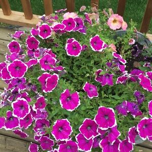 Meet your Posher, Jill